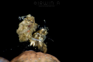R O A S T E R
Hairy shrimp (Phycocaris simulans)
Anilao... by Irwin Ang 